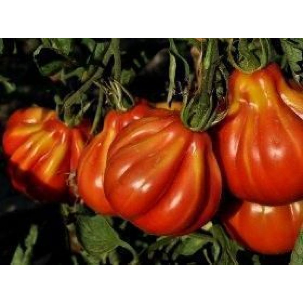 POMODORO CUORE DI BUE