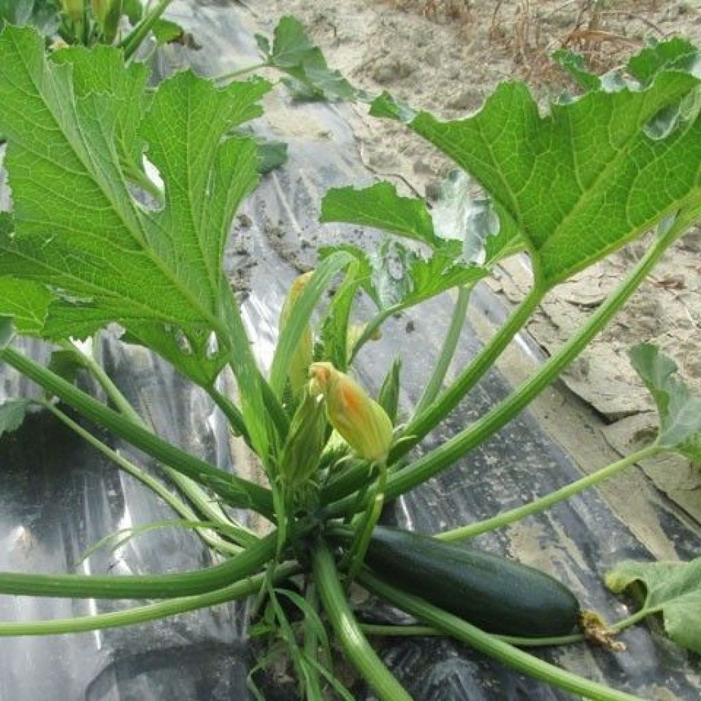 ZUCCHINI GREEN