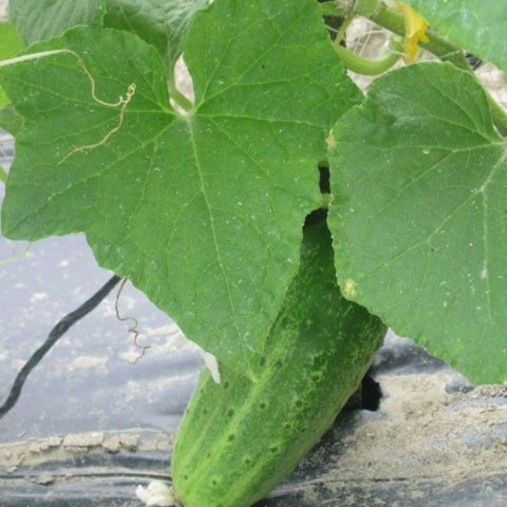 CUCUMBERS