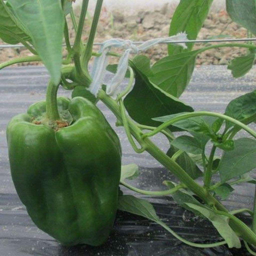 GREEN PEPPERS