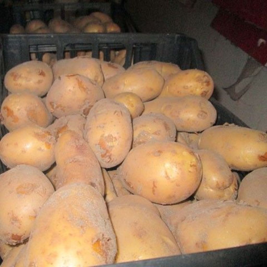 POTATOES: Promotion !!!!!