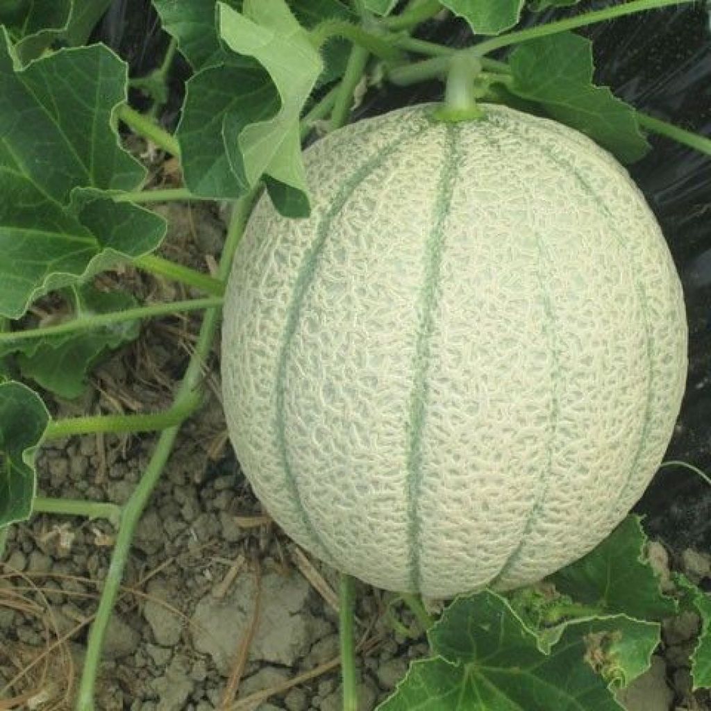 MELONE RETATO