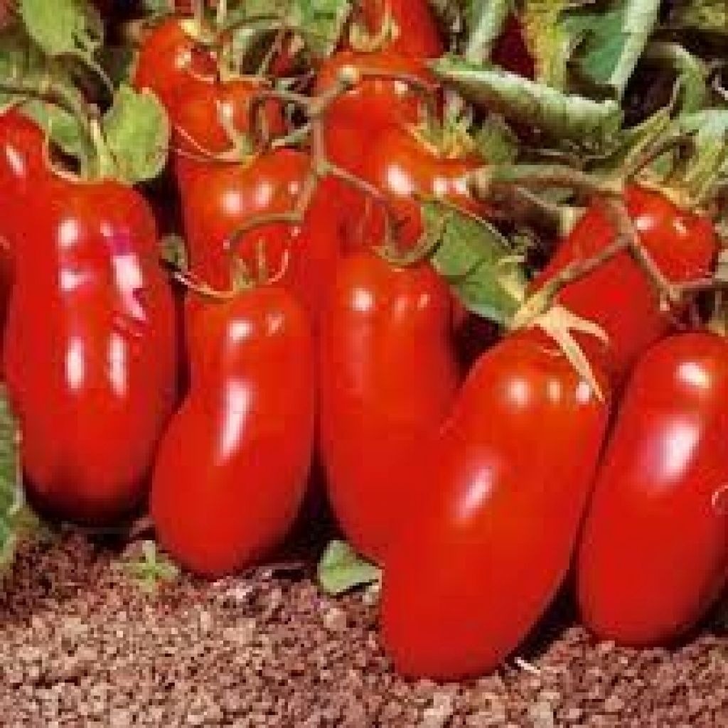 POMODORO SAN MARZANO