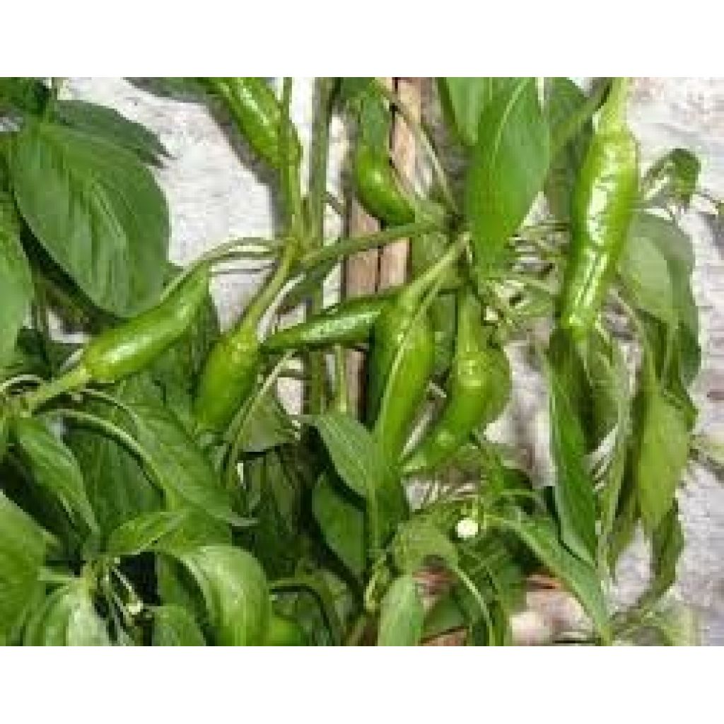 PEPERONI LUNGHI VERDI (dolci)