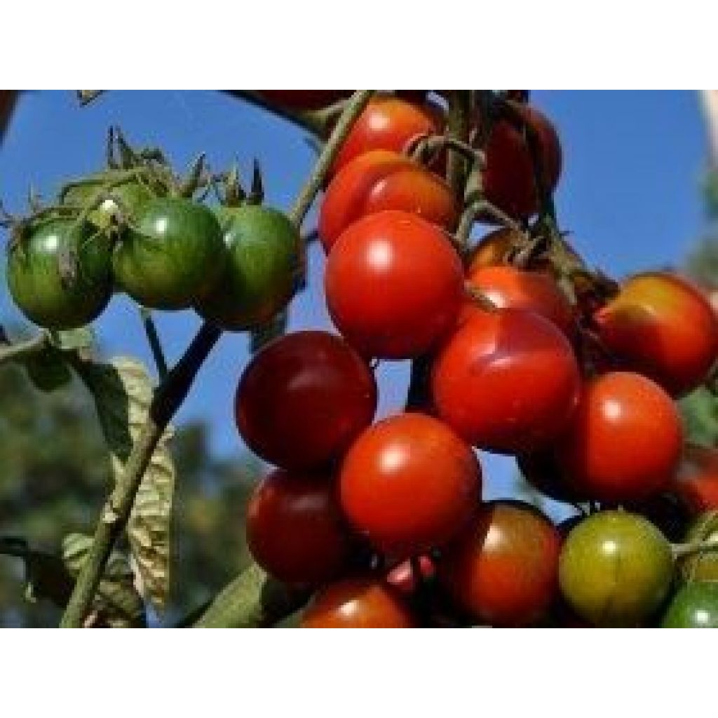 POMODORI CILIEGINI