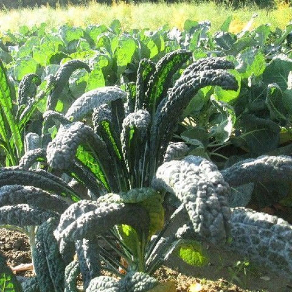 CAVOLO NERO