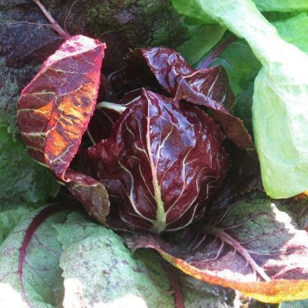 RADICCHIO ROSSO ROTONDO
