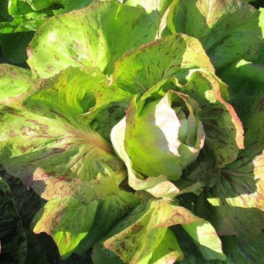 Radicchio VARIEGATED