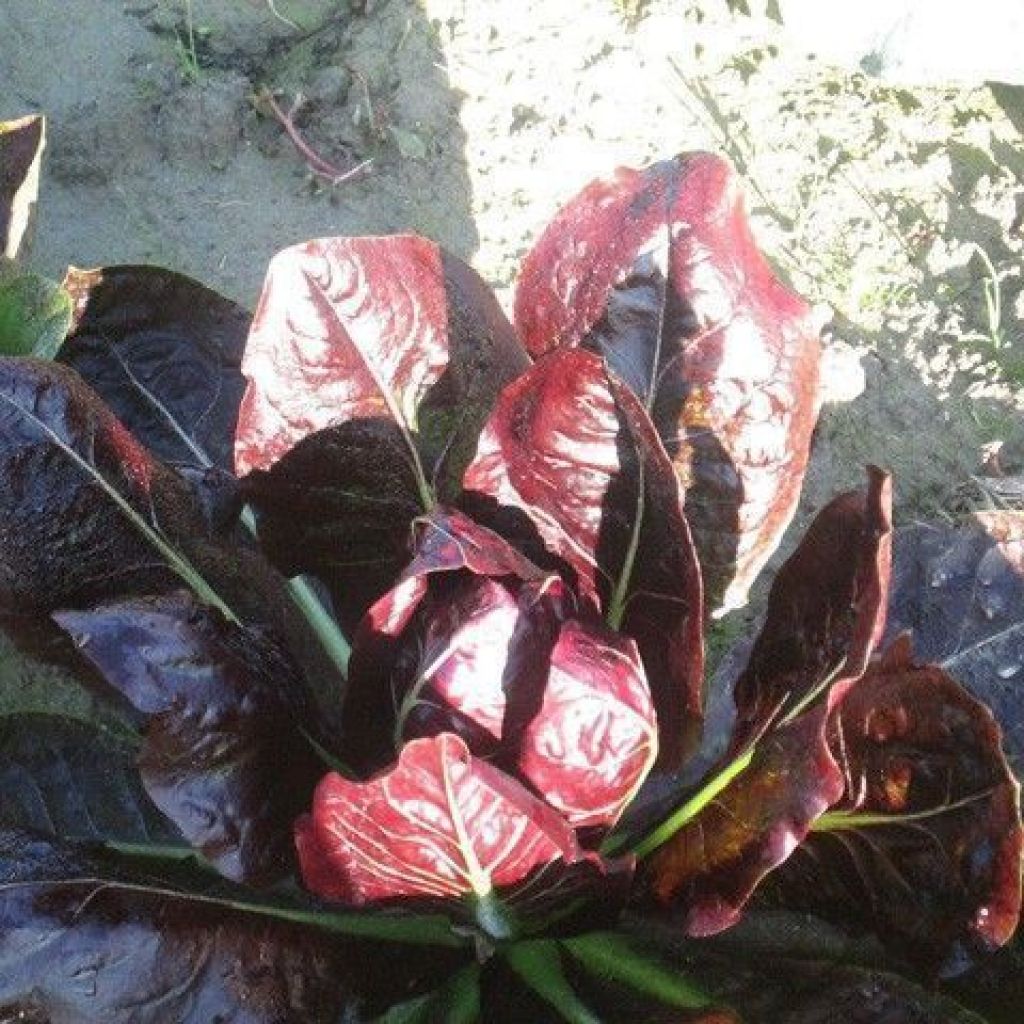 RADICCHIO ROSSO LUNGO