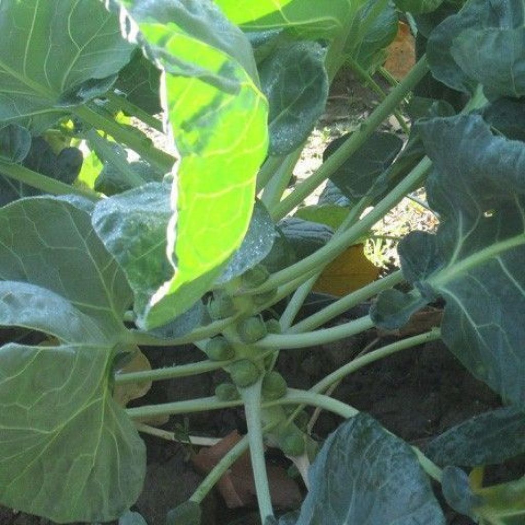 CAVOLETTI DI BRUXELLES