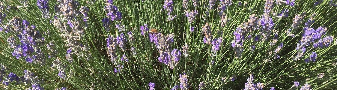 Azienda agricola Il Nevo