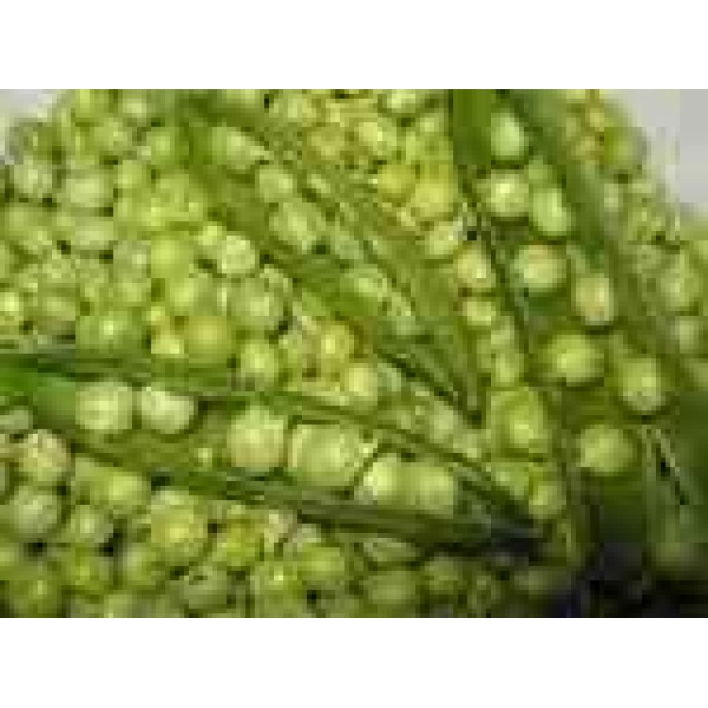 Piselli freschi da sgranare