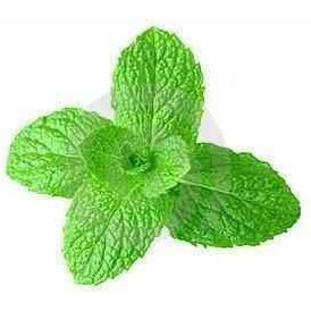 Menta essiccata per infusi