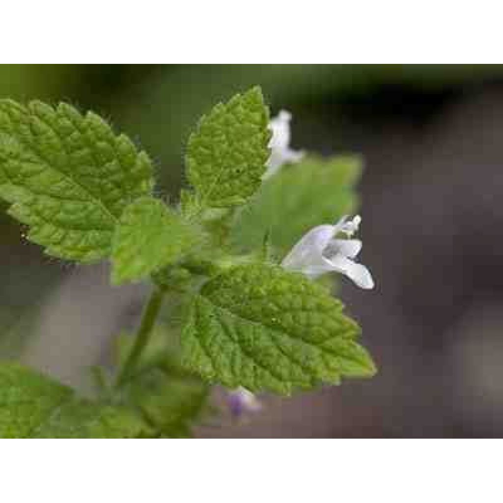 Melissa essiccata per infusi