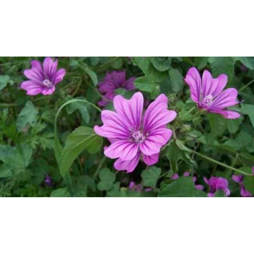 Malva essiccata per infusi
