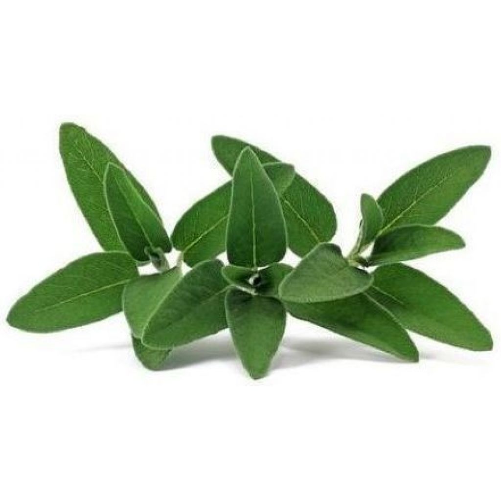 Salvia essiccata per infusi