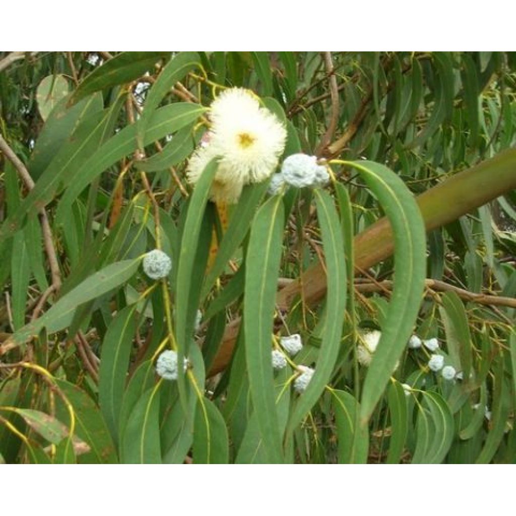 Eucalipto essiccato per infusi