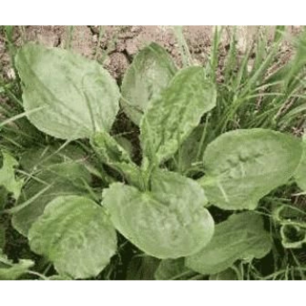 Piantaggine essiccata per infusi