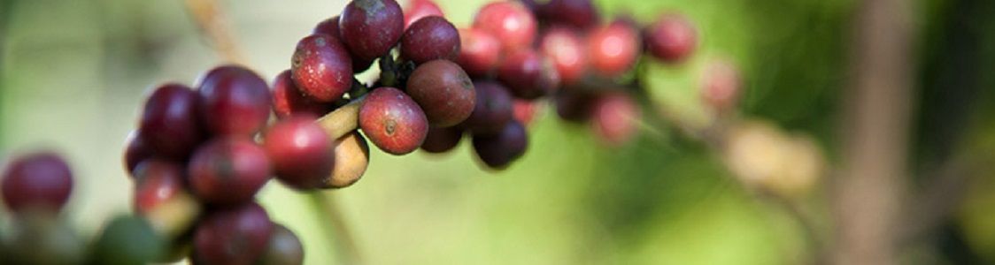 Madreterra Caff&egrave;