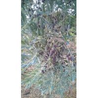 12079119_1662092520732827_5050365104685570461_n