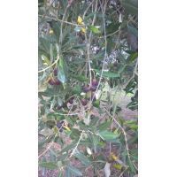 12106904_1662092384066174_1209518487860386840_n