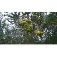 12108839_1662092550732824_6492204030779463075_n