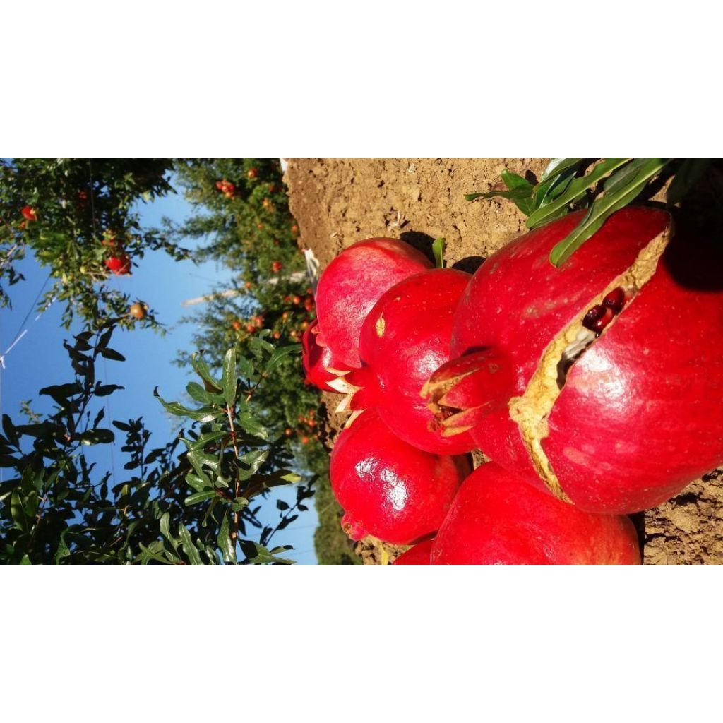 MELOGRANE WONDERFULL