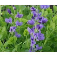 baptisia australis