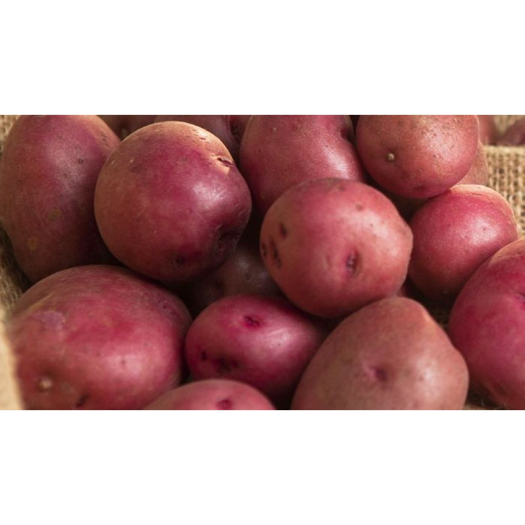 PATATA ROSSA SACCO DA 5 KG