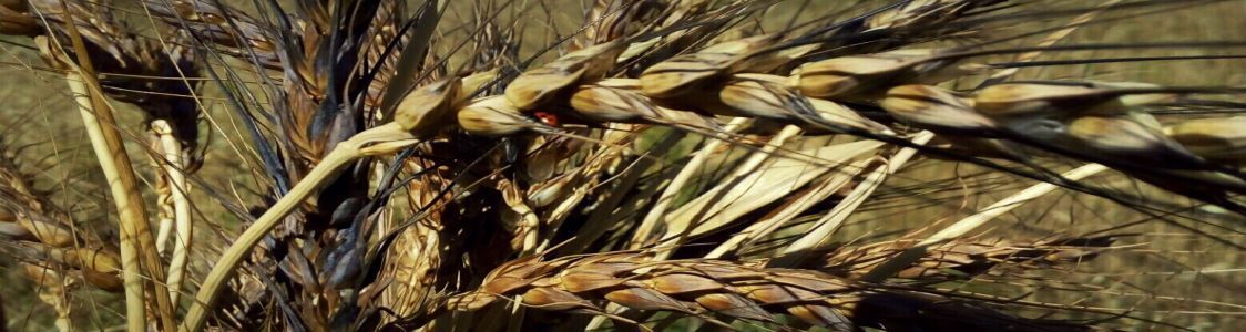 Azienda Agricola Podere Collina del Vento