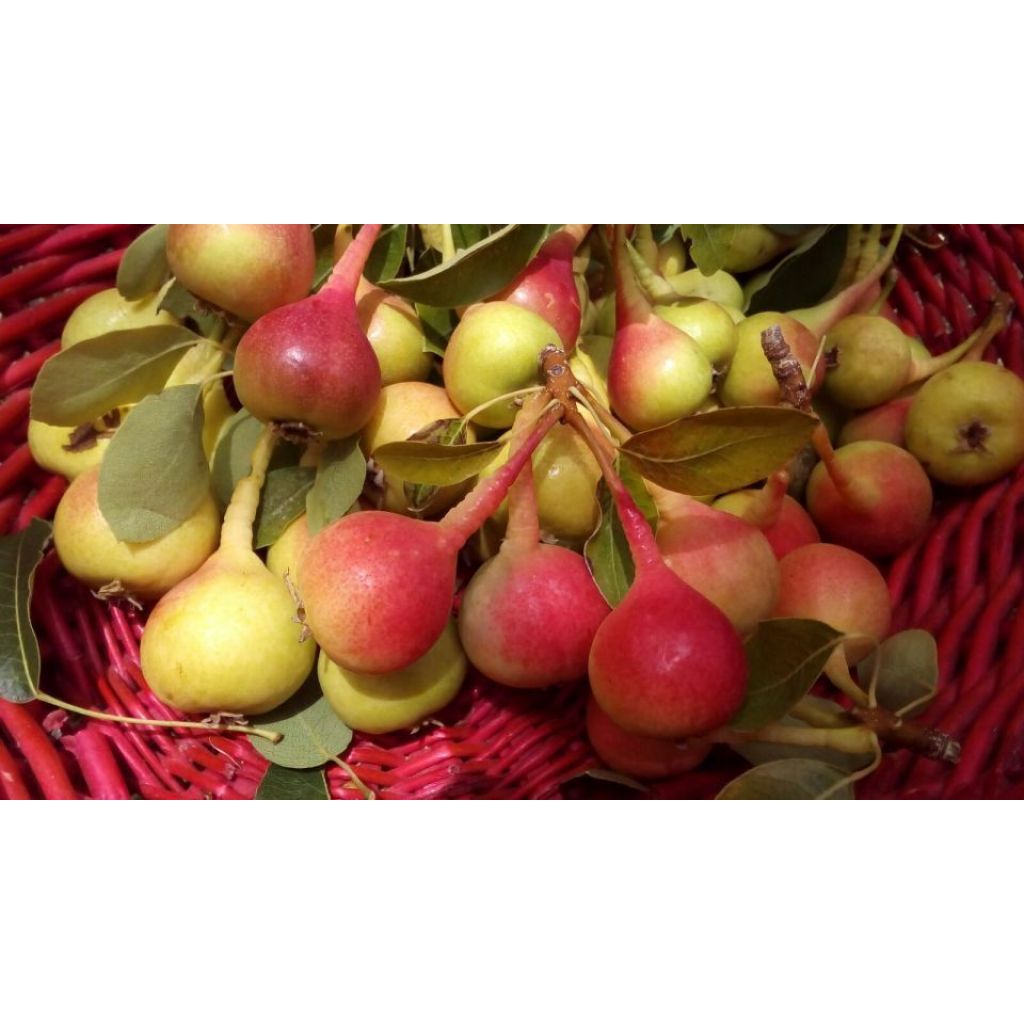 Confettura di pere miste [gr. 320]