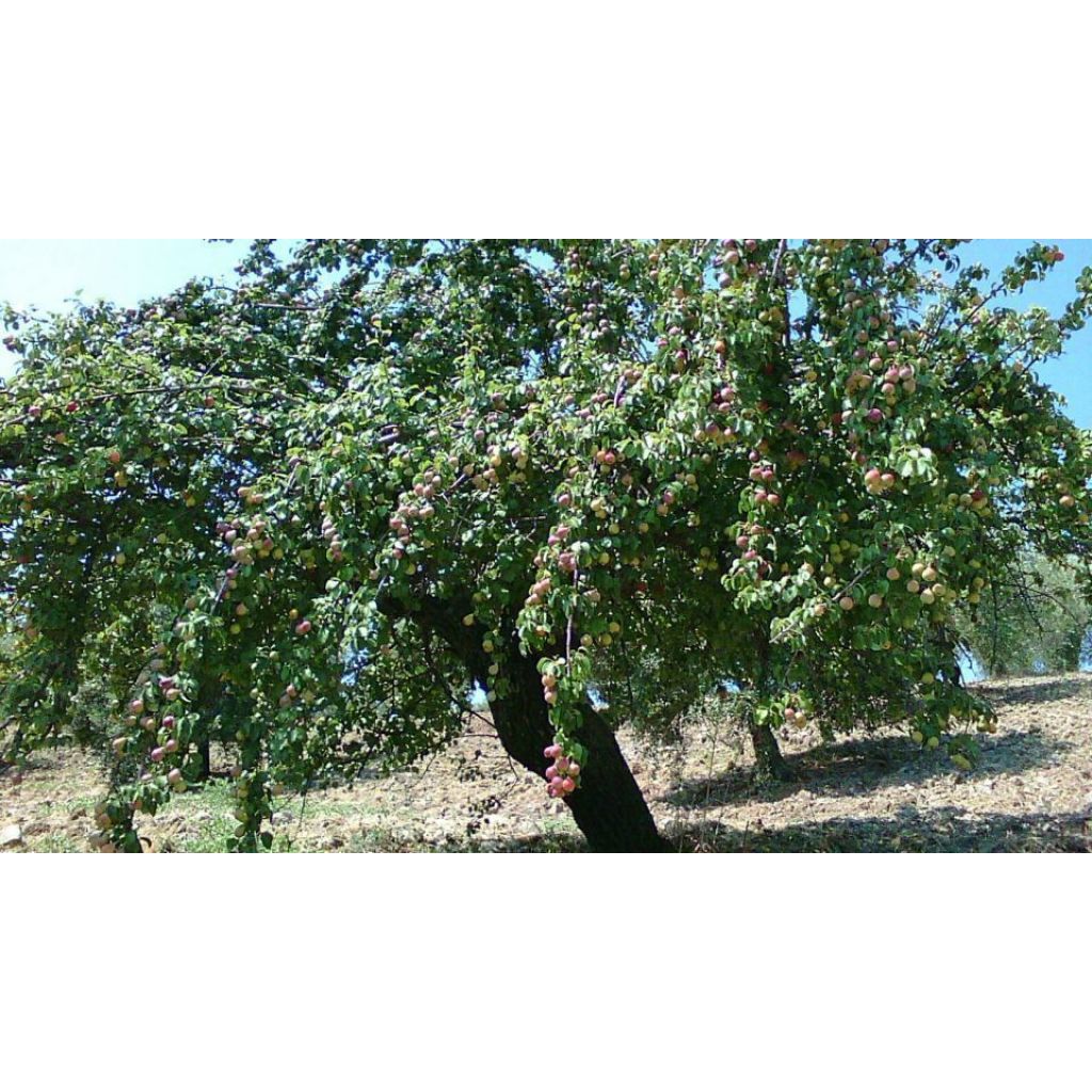 Conserva bio di pere Pietargliekagl 210g