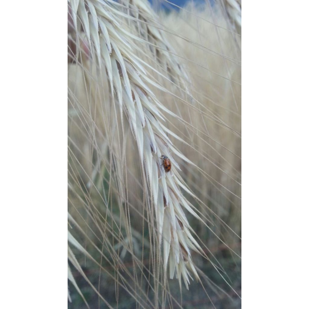 Penne da grano antico S.P. Turanicum [500 gr.]