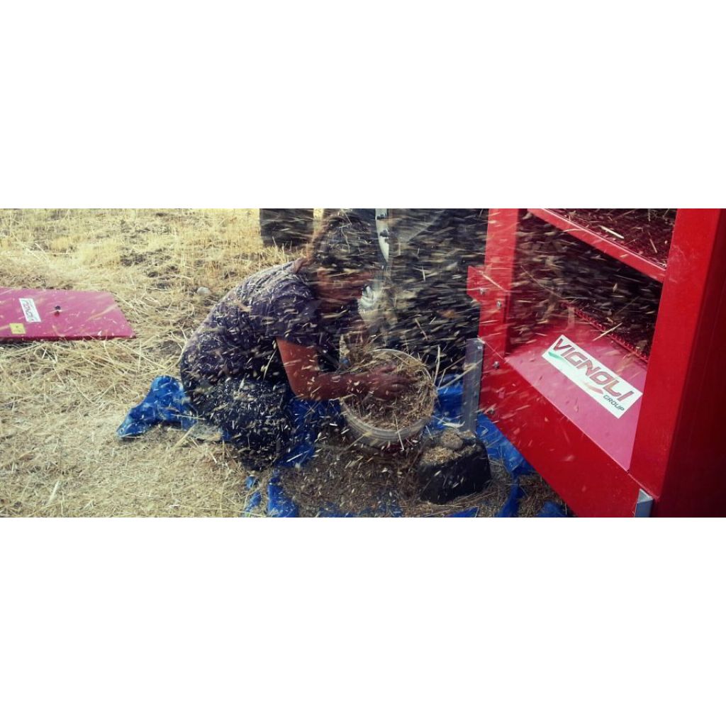 Boccoli di grano antico turanicum 500g