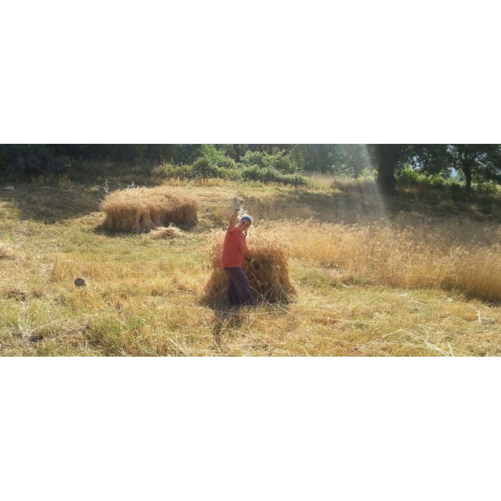 Tagliatelle da grano antico S.P. Turanicum [500 gr.]