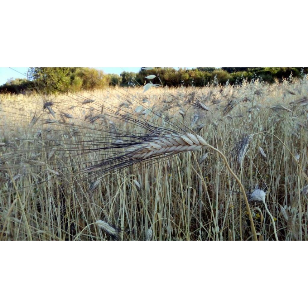 Torcetti_Senatore Cappelli 500g