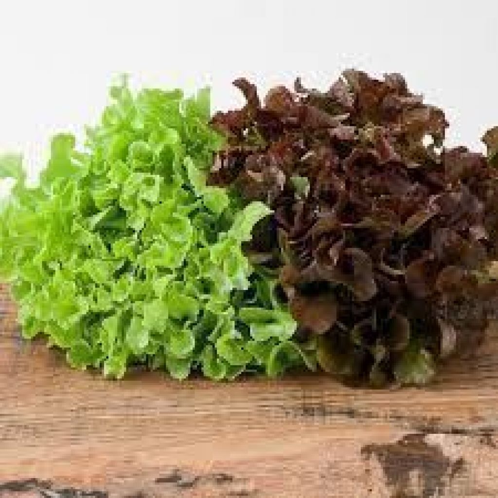 Cestino insalata foglia di quercia