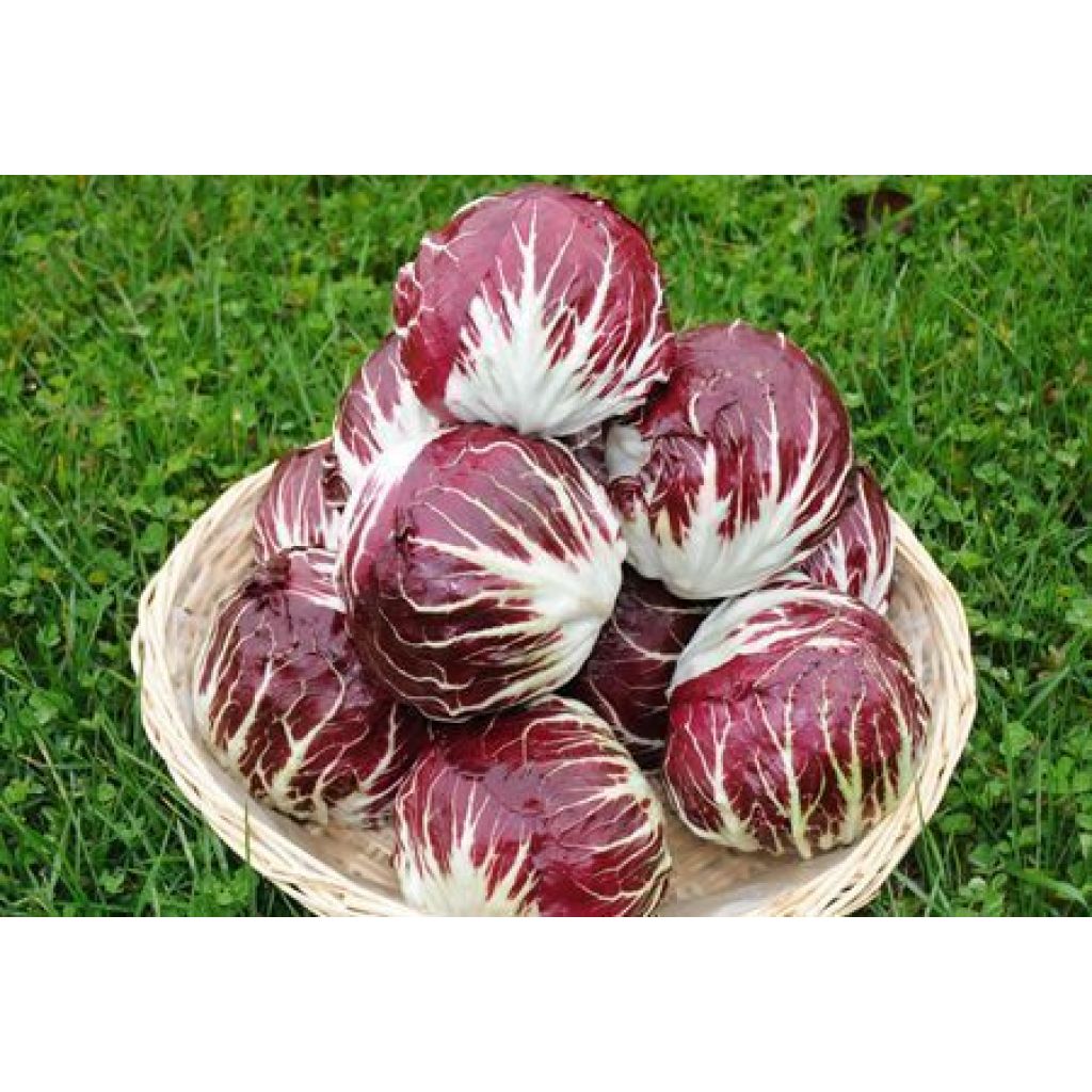 Cestino RADICCHIO ROSSO di Chioggia
