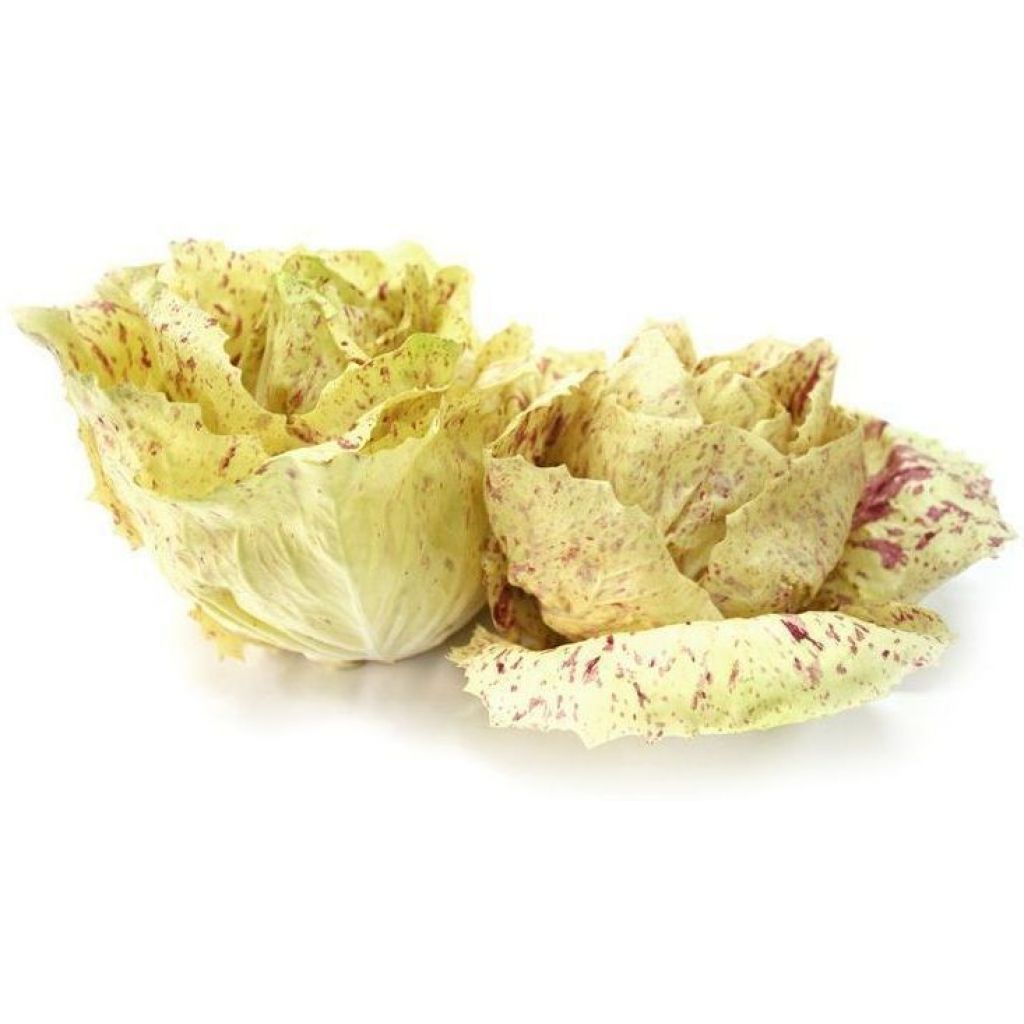 Radicchio bianco