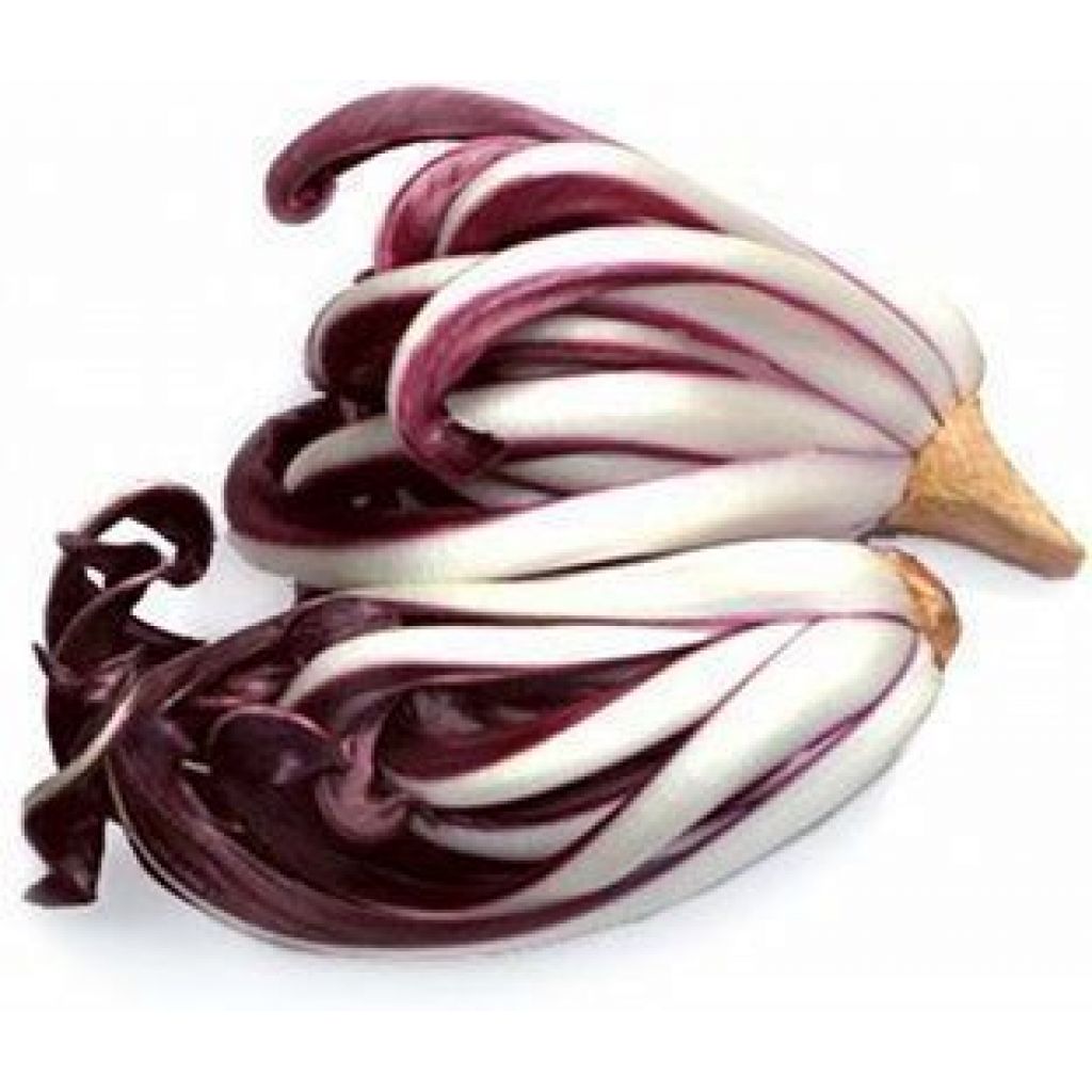 Radicchio di Treviso