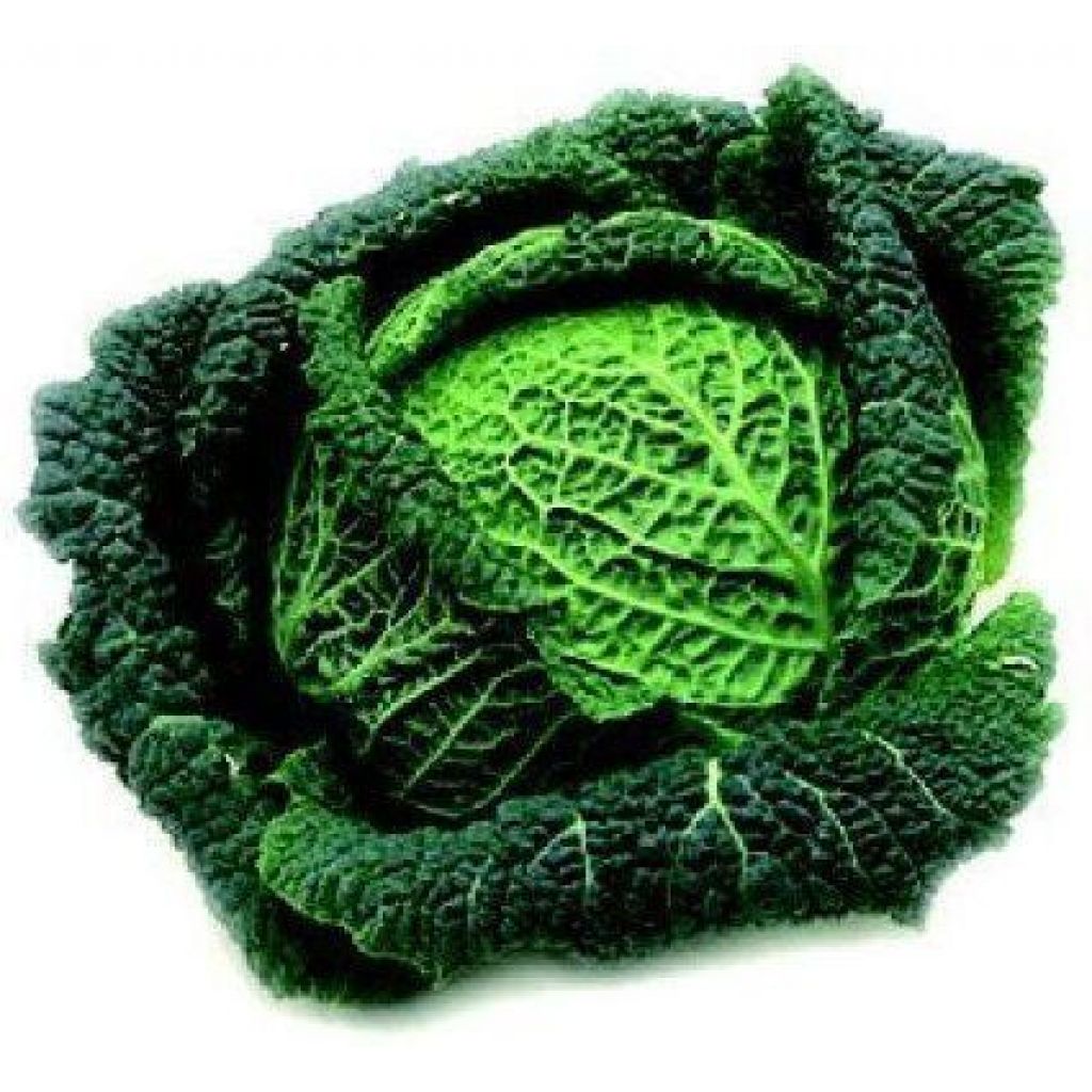 Verza - cassetta da 4 pz