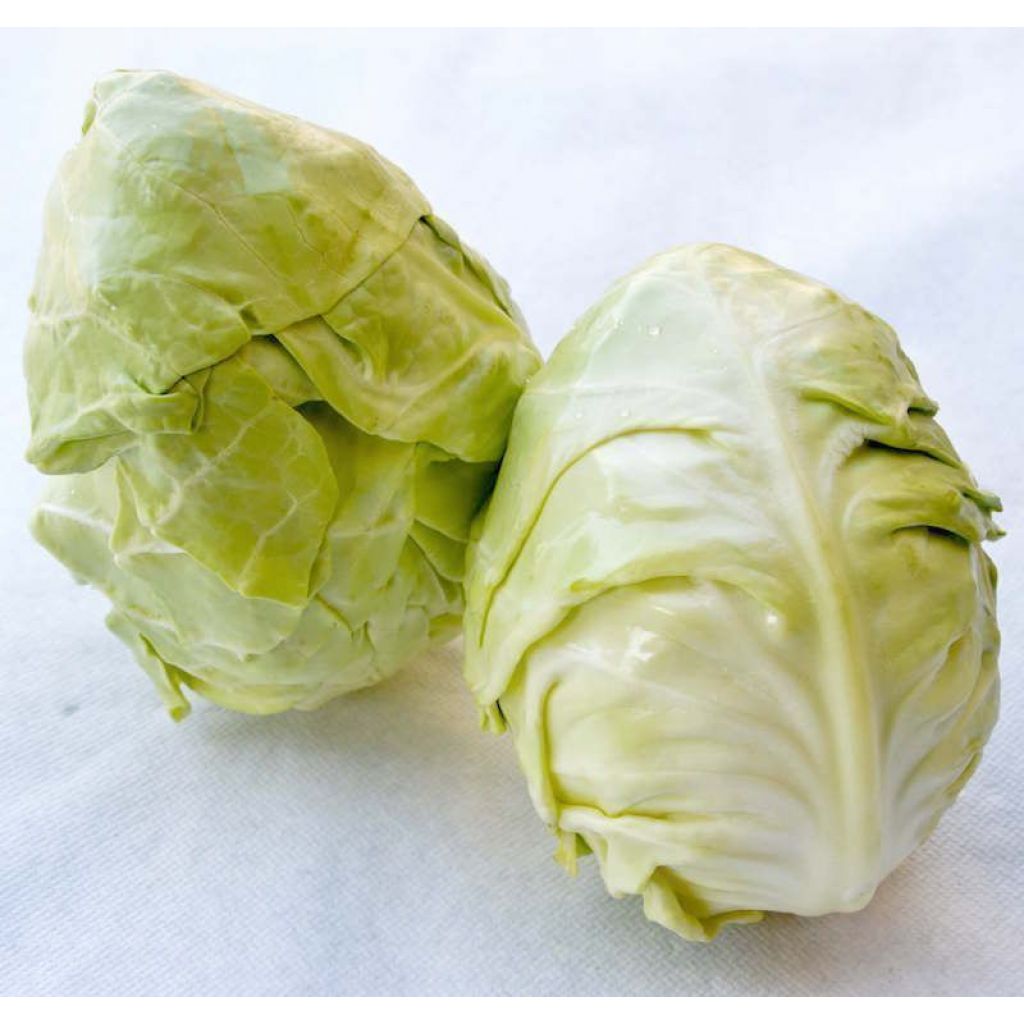 Cavolo cappuccio cuore di bue - cassetta 4 pz