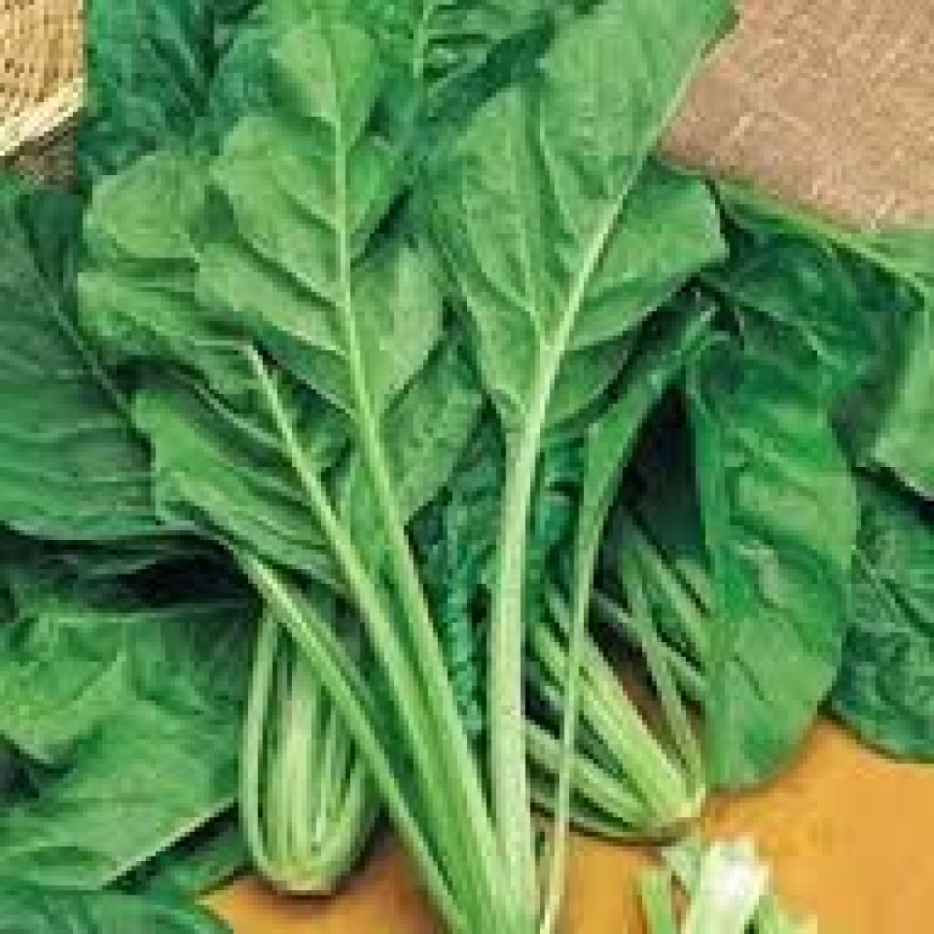 Bietoline - cassettina da 2 Kg