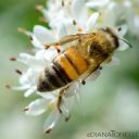 Apicoltura Daniele Cairone