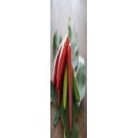 peperoncino jalapeno messicano