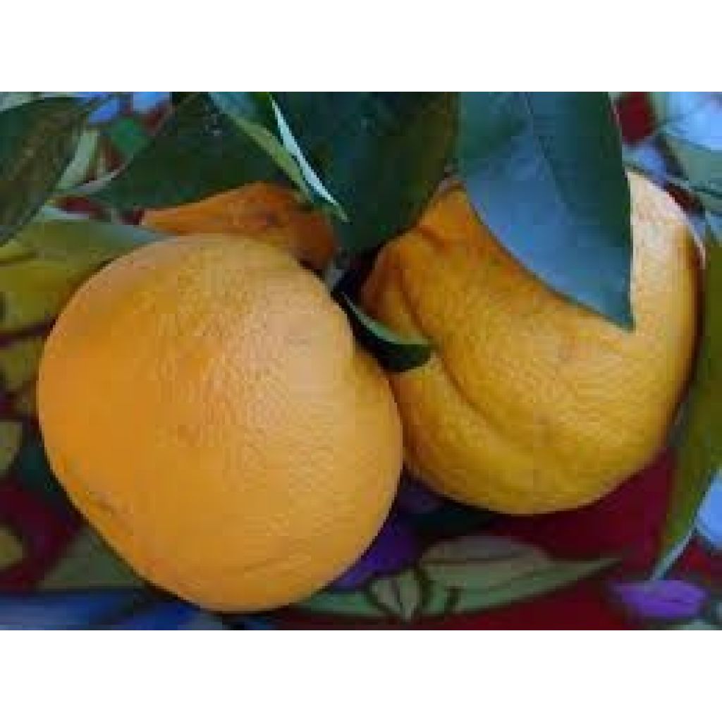 BOX 17 KG ORANGES RIBERA "VANILLA apireno"