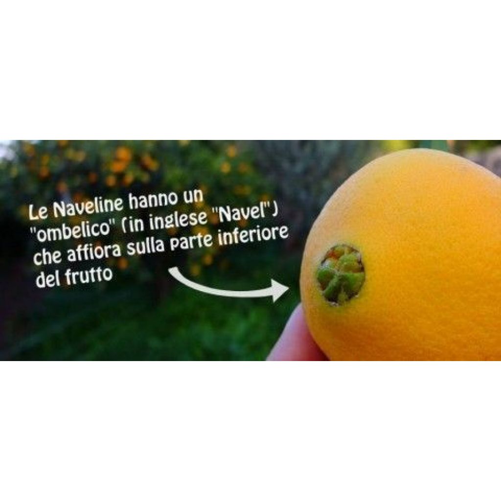 CASSETTA 16/17 KG ARANCE RIBERA "NAVELINA"