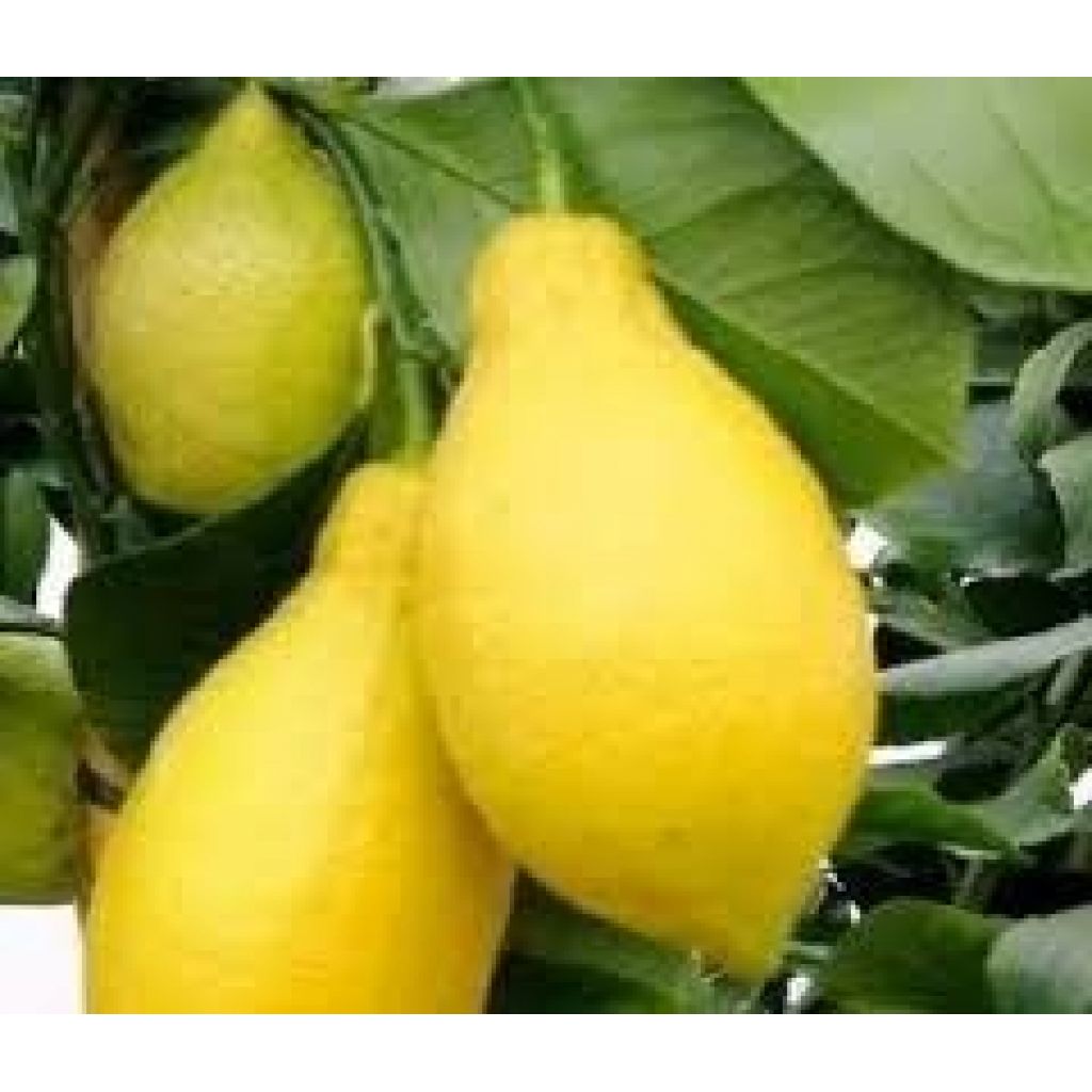 BOX 10 KGLIMONI BIO "ORANGE BLOSSOM WHITE"