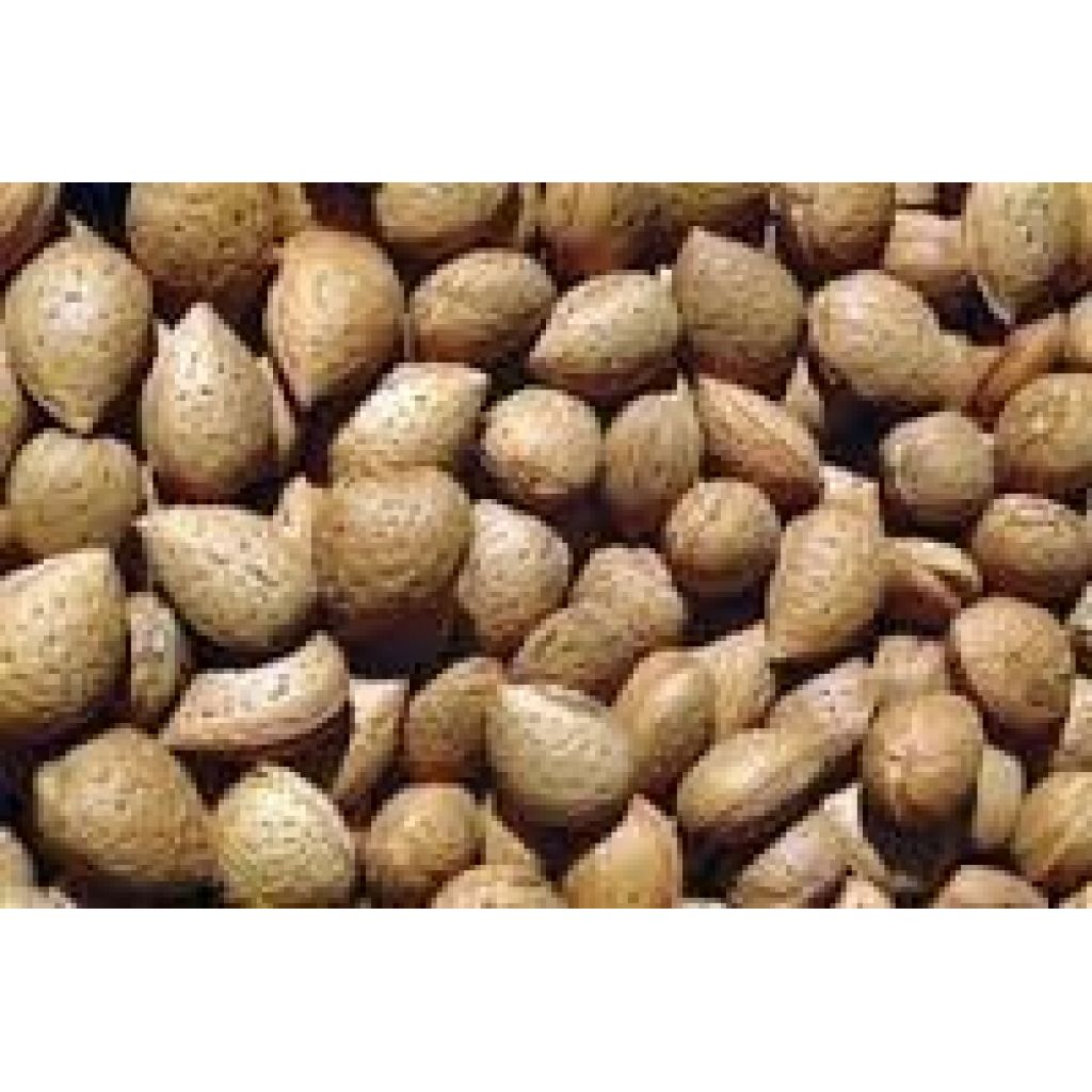 SACCO 20 KG MANDORLE VARIETA' "TUONO"