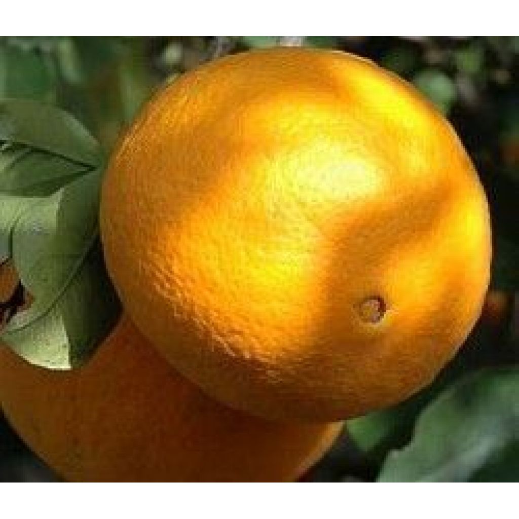 BOX 10 KG ORANGES RIBERA "Washinton NAVEL" FR